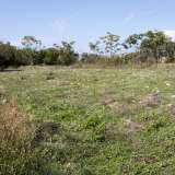 ...qualche ettaro di vegetazione che cresce indisturbata